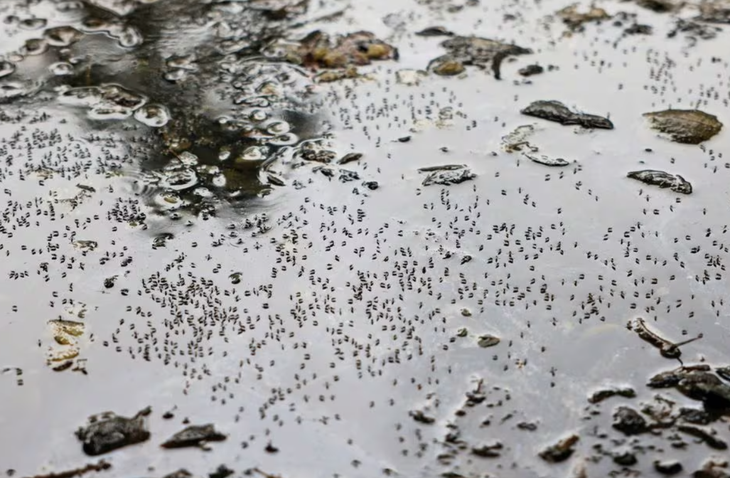Muỗi trong một vũng nước đọng bên lề đường Dhaka, Bangladesh ngày 24-8 - Ảnh: REUTERS