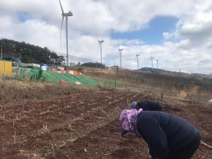 Trồng trọt bên dưới một dự án điện gió tại Honggye-ri, Hàn Quốc - Ảnh: The Korea Herald