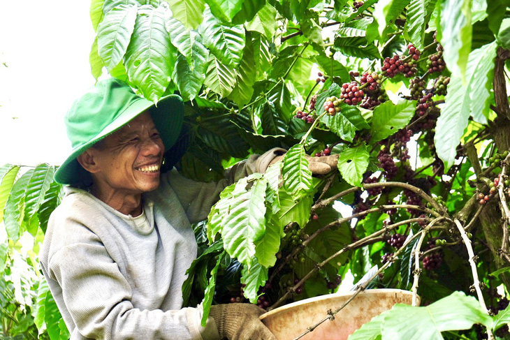 Thu hoạch cà phê ở Đắk Lắk - Ảnh: MINH PHƯƠNG