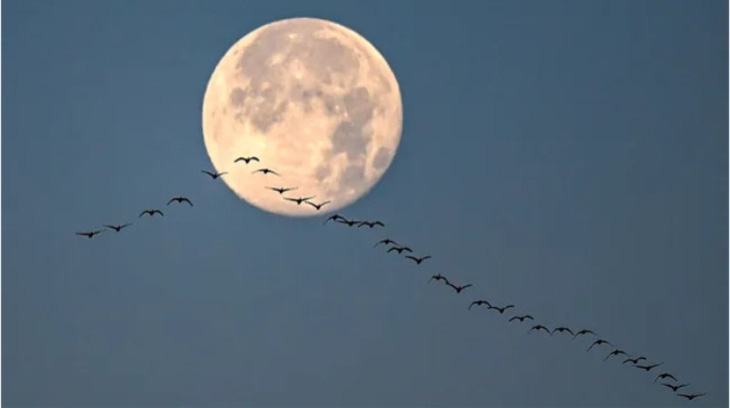 Đàn chim bay trước trăng lạnh năm 2022 - Ảnh: THE WASHINGTON POST