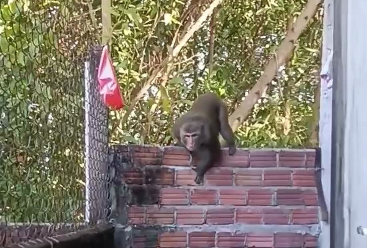 Con khỉ cắn nhiều người bị thương được người dân Quế Sơn, Quảng Nam quay lại - Ảnh: Người dân cung cấp 