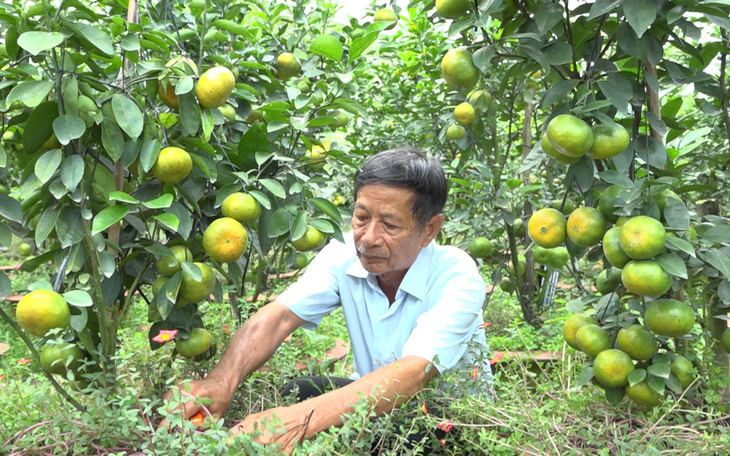 Nhà vườn quýt hồng Núi Cấm ‘méo mặt’ vì sản lượng giảm, giá thấp - Ảnh 1.