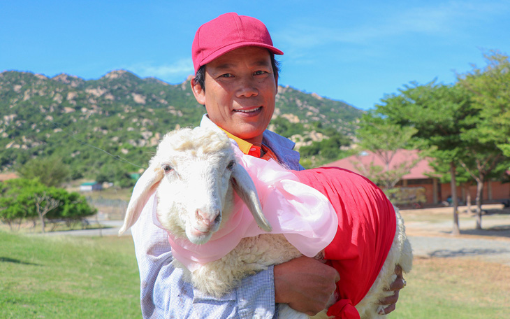 Hàng trăm con cừu Ninh Thuận 'diện đồ' rực rỡ chào Tết dương lịch 2024