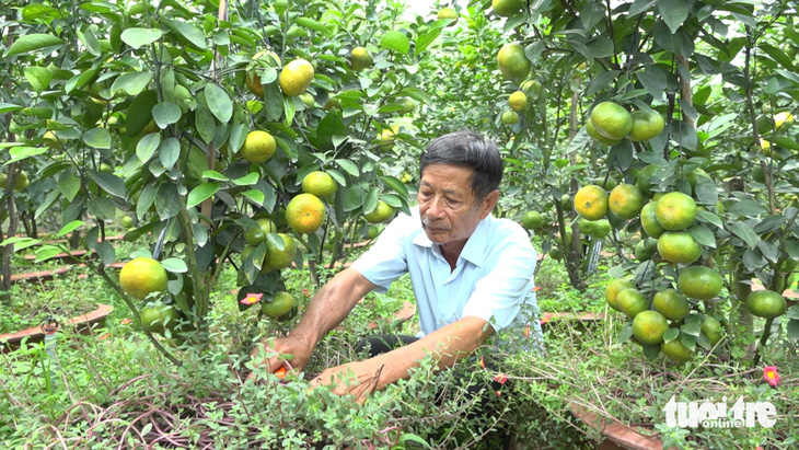 Ông Hà Thanh Hồng đang chăm sóc vườn quýt trồng chậu bán Tết - Ảnh: PHÚC HIỀN