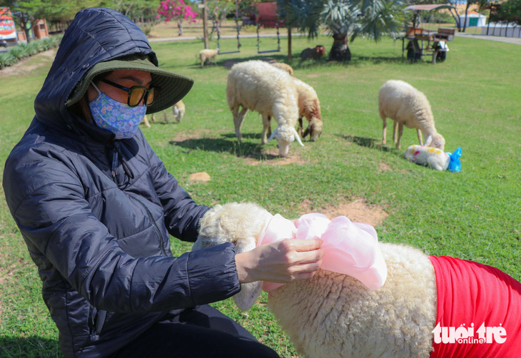 Hàng trăm con cừu sẽ được lựa chọn &quot;khoác&quot; trên mình trang phục rực rỡ để diễu hành tại khu vực quảng trường 16-4 (TP Phan Rang - Tháp Chàm) vào chiều 28-12 tới đây - Ảnh: DUY NGỌC