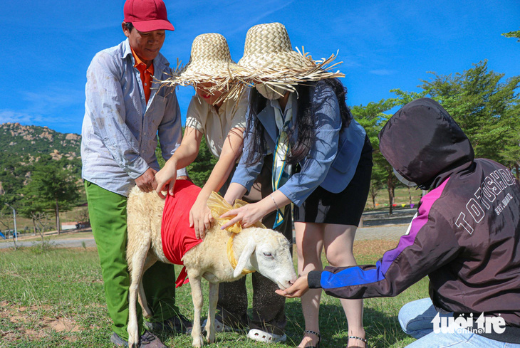 Ban tổ chức tiến hành &quot;đo áo&quot; cho những con cừu để có những bộ trang phục rực rỡ - Ảnh: DUY NGỌC