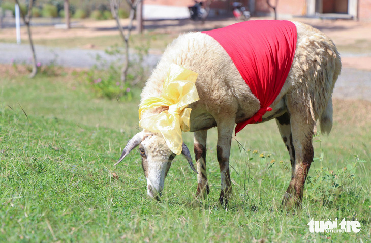 Những con cừu được "khoác" thử những bộ trang phục lộng lẫy trước ngày diễn ra diễu hành - Ảnh: DUY NGỌC