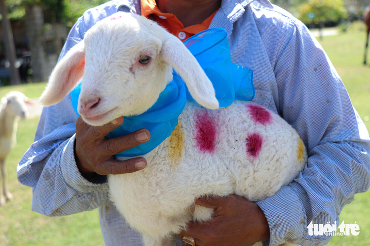 Một con cừu được choàng khăn cổ và xịt sơn trong lộng lẫy hơn - Ảnh: DUY NGỌC
