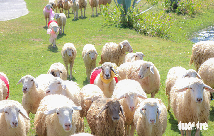 Đàn cừu sẽ lộng lẫy hơn nhờ những trang phục mà ban tổ chức "Lễ hội Ẩm thực Ninh Thuận - Chào đón năm mới 2024" đã chuẩn bị - Ảnh: DUY NGỌC