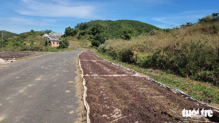 Đường nội bộ của dự án thành bãi phơi cà phê - Ảnh: M.V.