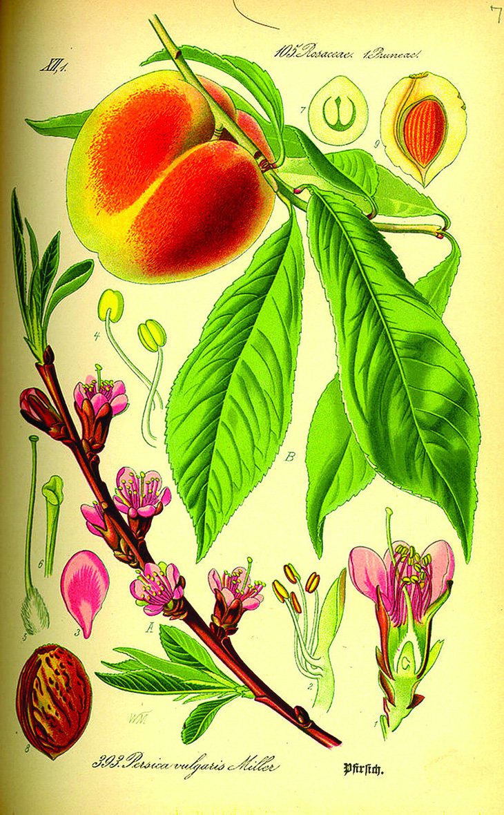 Hoa, quả, hạt và lá đào - minh họa của Otto Wilhelm Thomé (1840-1925), nhà thực vật học và nghệ sĩ thực vật học người Đức, vẽ năm 1885.