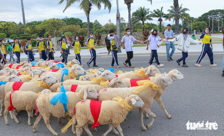Hàng trăm con cừu lần đầu tiên &quot;diện đồ&quot; lên phố tỏ ra lúng túng nên các em học sinh tạo thành hàng rào để cừu đi đúng hàng và theo trình tự - Ảnh: DUY NGỌC