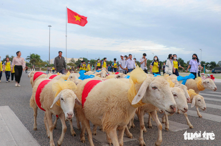 300 con cừu diễu hành quanh khu vực quảng trường 16 Tháng 4 (TP Phan Rang - Tháp Chàm) - Ảnh: DUY NGỌC