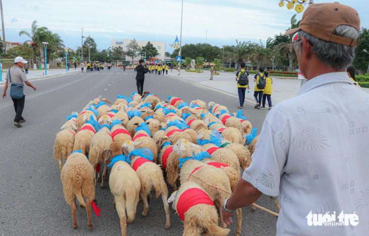 Sau vài phút lúng túng thì những con cừu đã đi vào nền nếp - Ảnh: DUY NGỌC