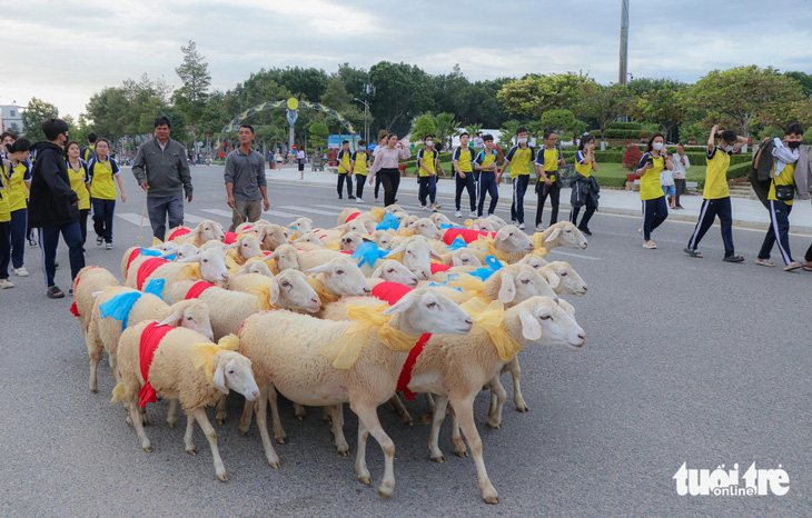 Nhiều con cừu tỏ ra lúng túng khi lần đầu tiên lên phố làm nhiều người cười thích thú - Ảnh: DUY NGỌC