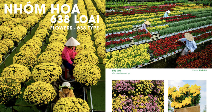 Nhiều loài hoa đang khoe sắc hấp dẫn du khách - Ảnh: dongthap.gov.vn