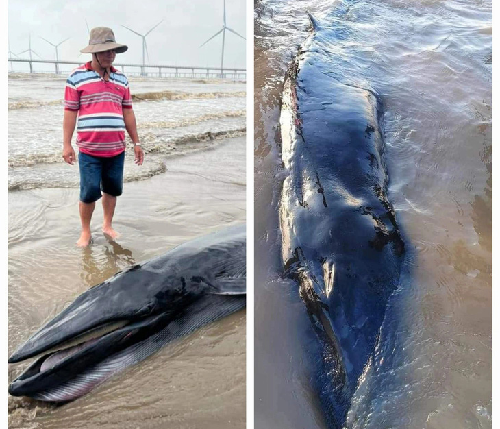 Cá ông có chiều dài trên 3m, nặng khoảng 300kg trôi dạt vào biển Hồ Thùng, huyện Duyên Hải, tỉnh Trà Vinh - Ảnh: Facebook Duyên Hải - Trà Vinh