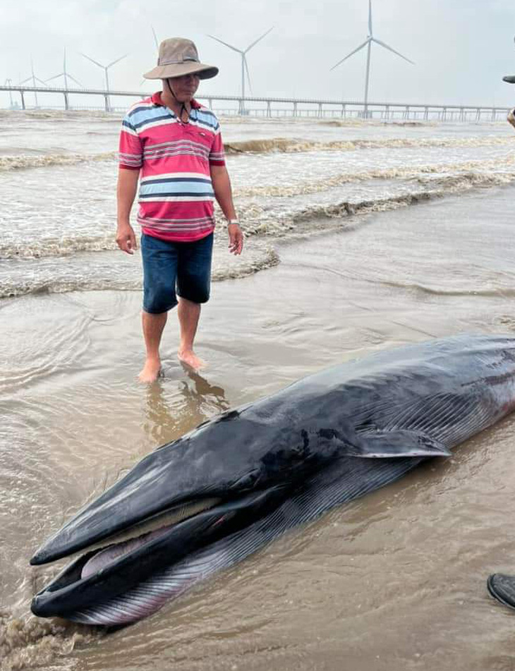 Cá ông có chiều dài trên 3m, nặng khoảng 300kg trôi dạt vào biển Hồ Thùng, huyện Duyên Hải, tỉnh Trà Vinh - Ảnh: Facebook Duyên Hải - Trà Vinh
