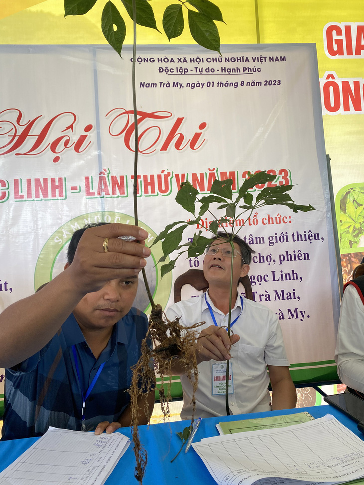 Cán cỗ trình độ chuyên môn thẩm quyết định cây sâm Ngọc Linh được người dân tiến hành chợ phiên bên trên thị trấn Nam Trà My, tỉnh Quảng Nam - Ảnh: B.D.