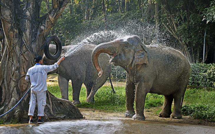 Tắm voi đoạt giải nhất thi ảnh kỷ niệm 160 năm Thảo cầm viên Sài Gòn