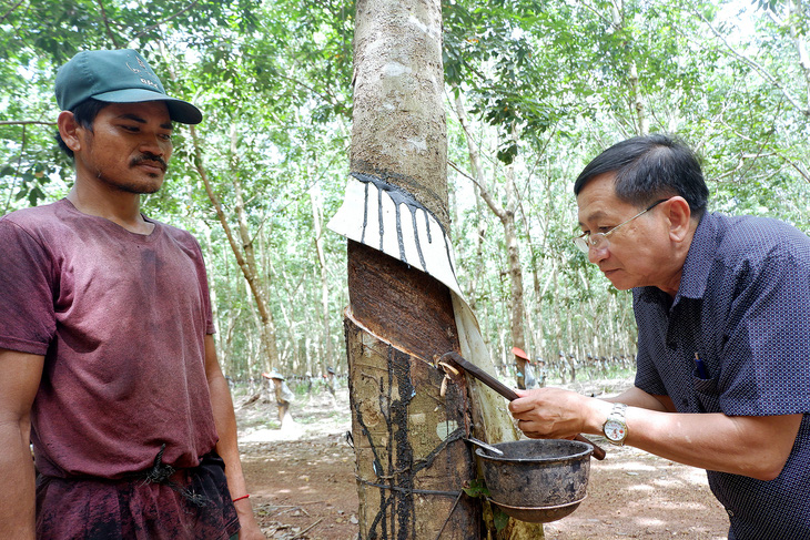 Ông Trương Quốc Thông và công nhân Campuchia cạo mủ nơi 15 năm trước là đất nghèo ngập úng - Ảnh: SƠN LÂM