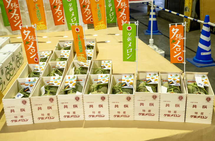 Dưa lưới Yubari trong ngày đấu giá tại chợ trung tâm ở thành phố Sapporo, Nhật Bản tháng 5-2023 - Ảnh: HOKUYUPACK