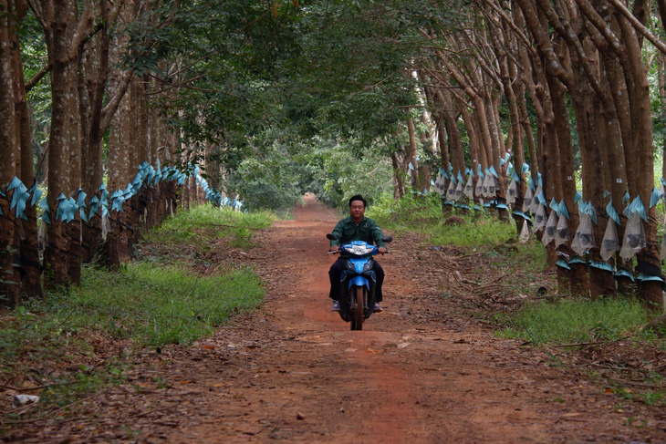 Các vườn cao su Việt Nam đầu tư trên đất Campuchia đã mở mang hệ thống đường xá thuận tiện và việc làm thu nhập ổn định cho người dân địa phương -  Ảnh SƠN LÂM