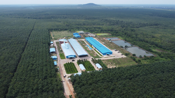 Cuộc phủ xanh cao su thần tốc và xây dựng các nhà máy chế biến mủ hiện đại của VRG tạo nên uy tín lớn cho nhà đầu tư Việt tại Campuchia - Ảnh: SƠN LÂM