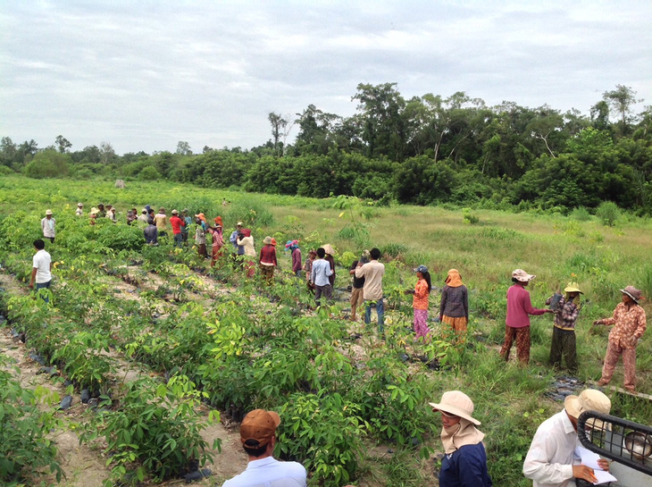 Những buổi đầu khai hoang đến đâu, trồng cao su đến đó và kéo người lao động về tập trung dựng xây làng mới ở Campuchia - Ảnh: PHONG NGUYÊN
