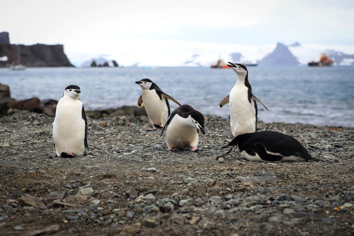 Bí mật đằng sau cánh ngủ lạ kỳ của chim cánh cụt chinstrap - Ảnh: CNN