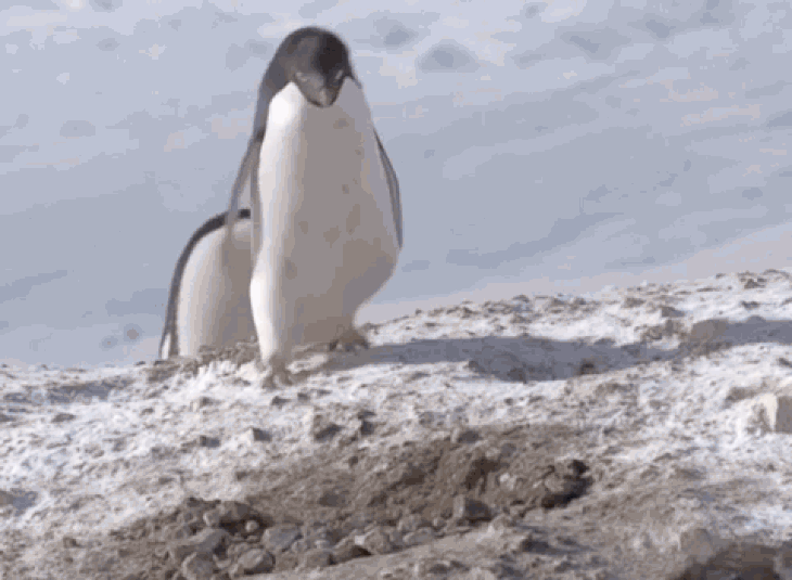 Chim cánh cụt chinstrap - Ảnh: PINTEREST