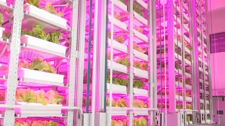 Cây trồng ở trang trại tự động Thành Đô được chăm sóc bằng hàng trăm loại đèn led màu khác nhau phù hợp với từng giai đoạn phát triển - Ảnh: CMG