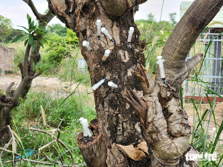 Kim tiêm đã qua sử dụng cắm chi chít vào một thân cây trong nghĩa trang Bình Hưng Hòa - Ảnh: NGỌC KHẢI