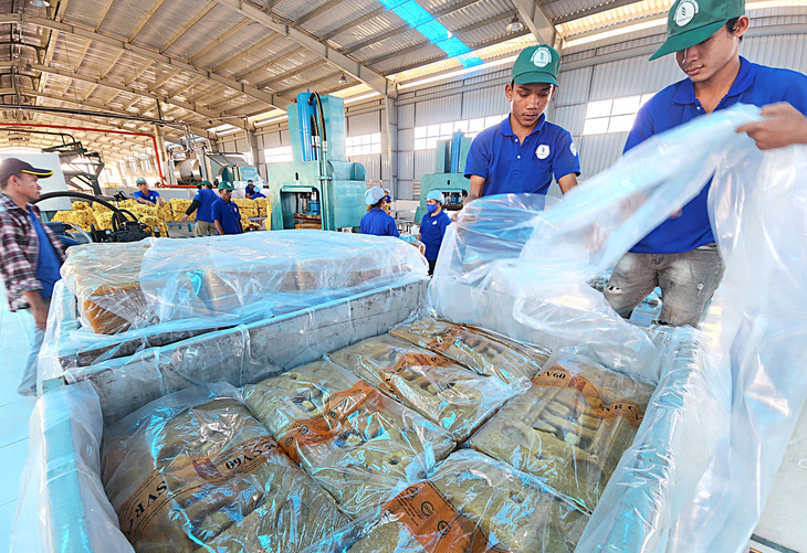Nhiều công ty cao su Việt Nam tại Campuchia trong “câu lạc bộ 2 tấn/ha” với chất lượng mủ tốt xuất khẩu nhiều nơi trên thế giới - Ảnh: SƠN LÂM