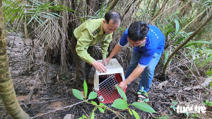 Con rái cá trong lồng được thả về rừng phòng hộ Cần Giờ - Ảnh: NGỌC KHẢI