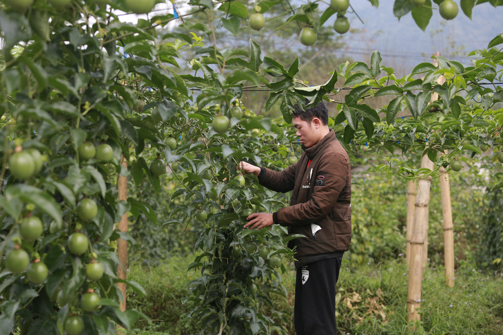 Chanh leo trồng tại huyện Tam Đường, tỉnh Lai Châu - Ảnh: C.TUỆ