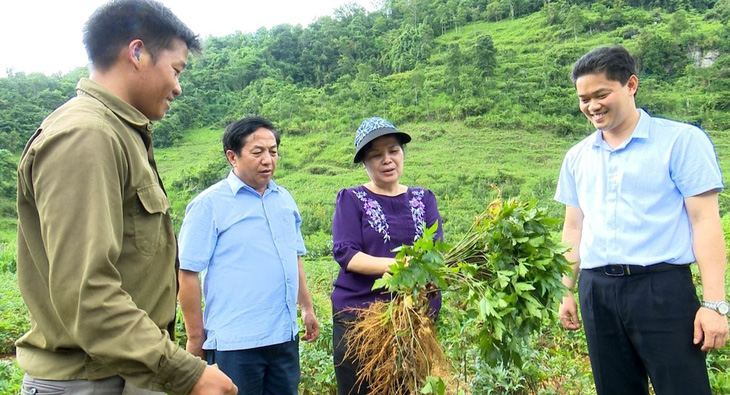 Bí thư Tỉnh ủy Lai Châu Giàng Páo Mỷ (thứ hai từ phải qua) thăm khu trồng đương quy của bà con xã Nùng Nàng, huyện Tam Đường - Ảnh: ĐINH LAN