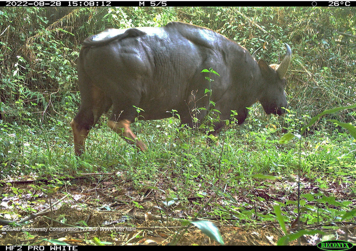 Bò tót được phát hiện tại Vườn quốc gia Cát Tiên - Ảnh: WWF Việt Nam
