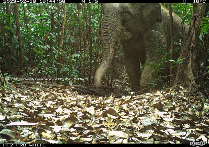 Voi châu Á được phát hiện tại Vườn quốc gia Vũ Quang - Ảnh: WWF Việt Nam