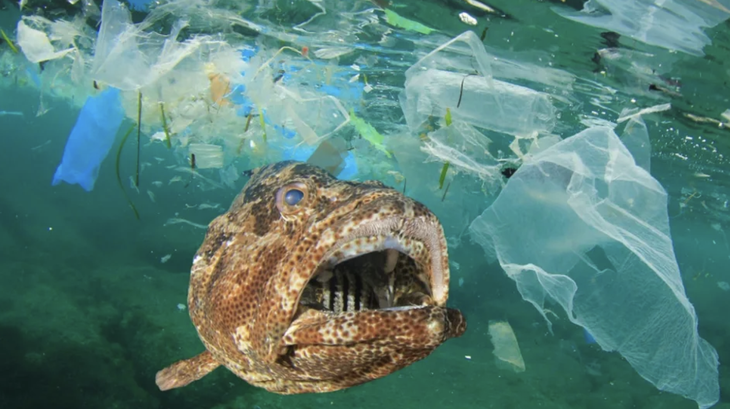 Các sinh vật biển phải đương đầu với nạn ô nhiễm biển do con người gây ra - Ảnh: BENZINGA