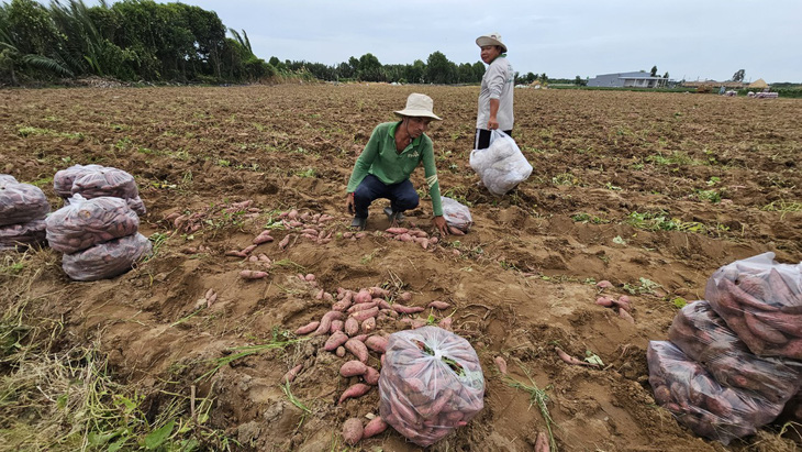Sản xuất nông nghiệp tại Việt Nam đang lạm dụng nhiều phân bón và thuốc bảo vệ thực vật hóa học - Ảnh: N.TRÍ