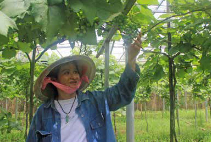 Trang trại ứng dụng công nghệ cao trồng nho giống Nhật Bản kết hợp mô hình du lịch sinh thái tại huyện Long Thành - Ảnh: B.NGUYÊN