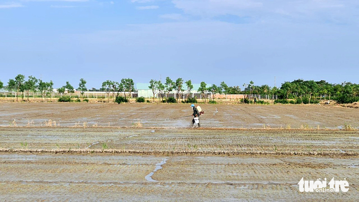 Dù đã hết tuần thứ nhất của tháng 12 nhưng nhiều nông dân tại tỉnh Tiền Giang vẫn bất chấp rủi ro xâm nhập mặn xuống giống lúa vụ 3 - Ảnh: MẬU TRƯỜNG
