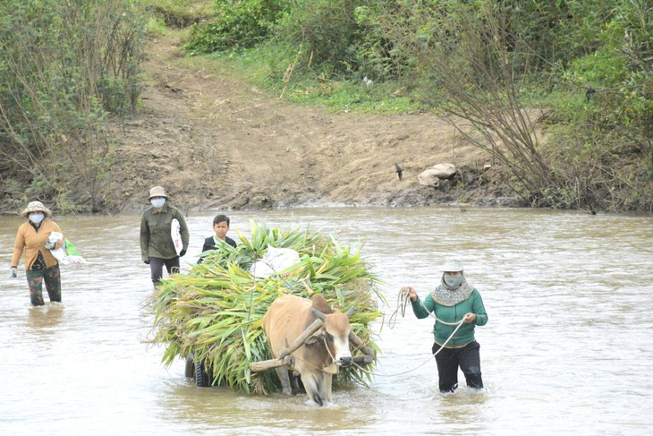 Chị H'Mon dắt bò và cộ lội qua sông để đến rẫy - Ảnh: BỒNG SƠN