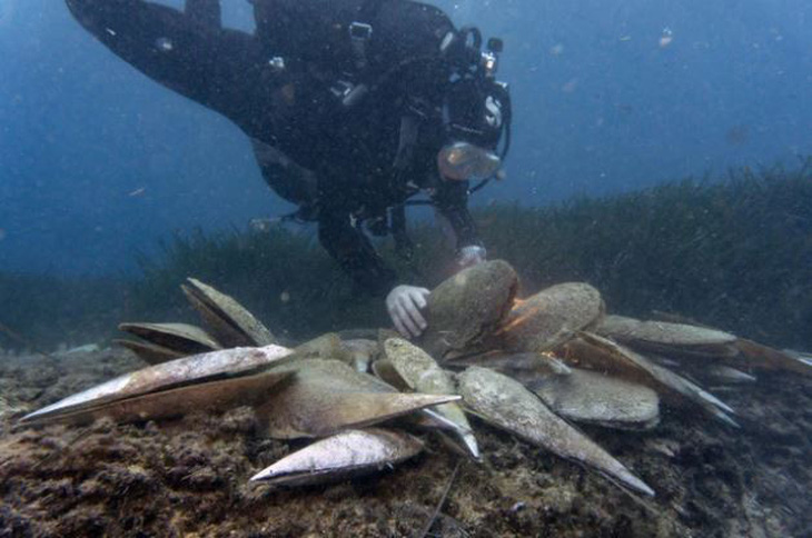 Pinna nobilis là loài trai lớn nhất ở Địa Trung Hải, có thể lọc sạch nước đại dương, cung cấp môi trường sống trong lành cho các loài sinh vật khác. Chúng từng chết hàng loạt do ký sinh trùng - Ảnh: AFP
