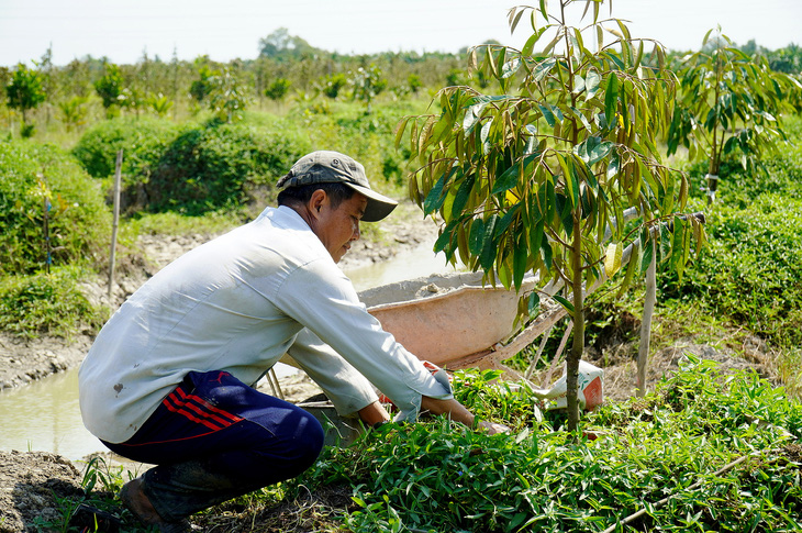 Ông Mười, ngụ thị trấn Bình Phú, huyện Cai Lậy, tỉnh Tiền Giang, chăm sóc vườn sầu riêng của gia đình mình Ảnh: MẬU TRƯỜNG