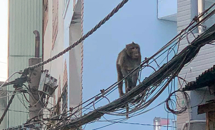 Khỉ đuôi dài đu dây cáp, ngang nhiên chui vào nhà dân ở quận 7 lục đồ ăn - Ảnh 1.