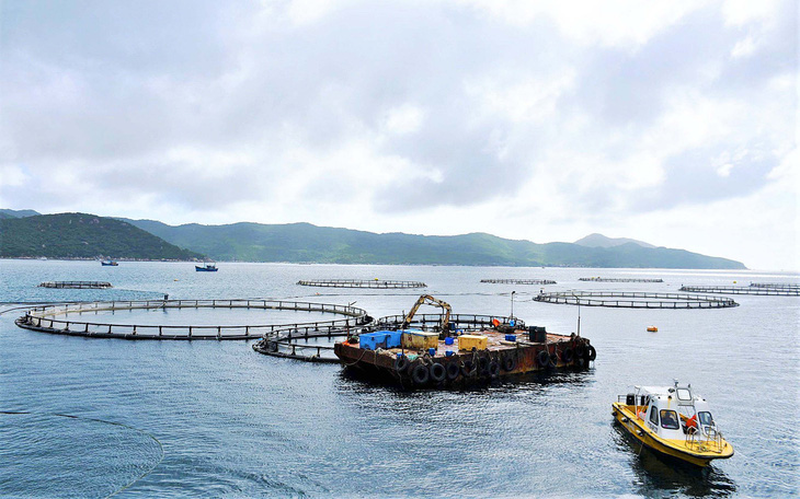 Những "nhà máy" nuôi cá trên vịnh Vân Phong