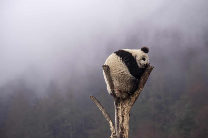 Con gấu trúc khổng lồ nghỉ ngơi trên ngọn cây ở châu tự trị dân tộc Tạng - Khương Ngawa thuộc tỉnh Tứ Xuyên, Trung Quốc ngày 10-2 - Ảnh: Rex/Shutterstock