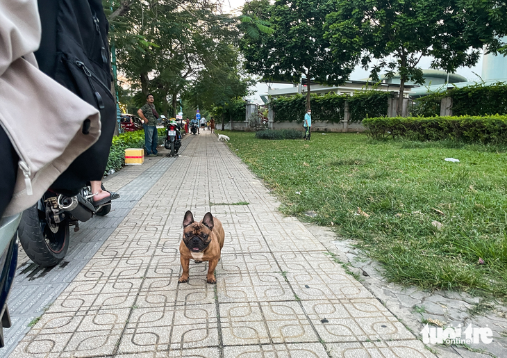 Ngán ngẩm vì quá nhiều chó thả rông, phóng uế bừa bãi - Ảnh 2.